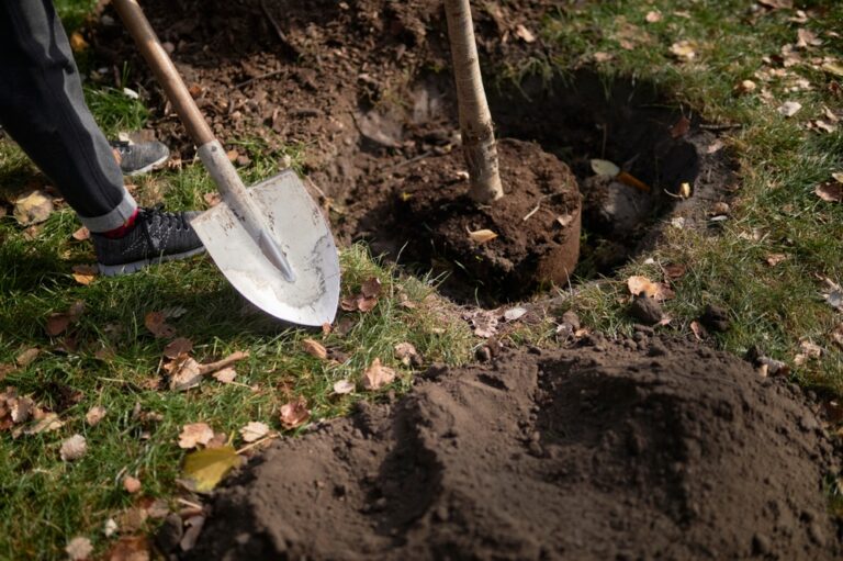 transplantation d'un arbre